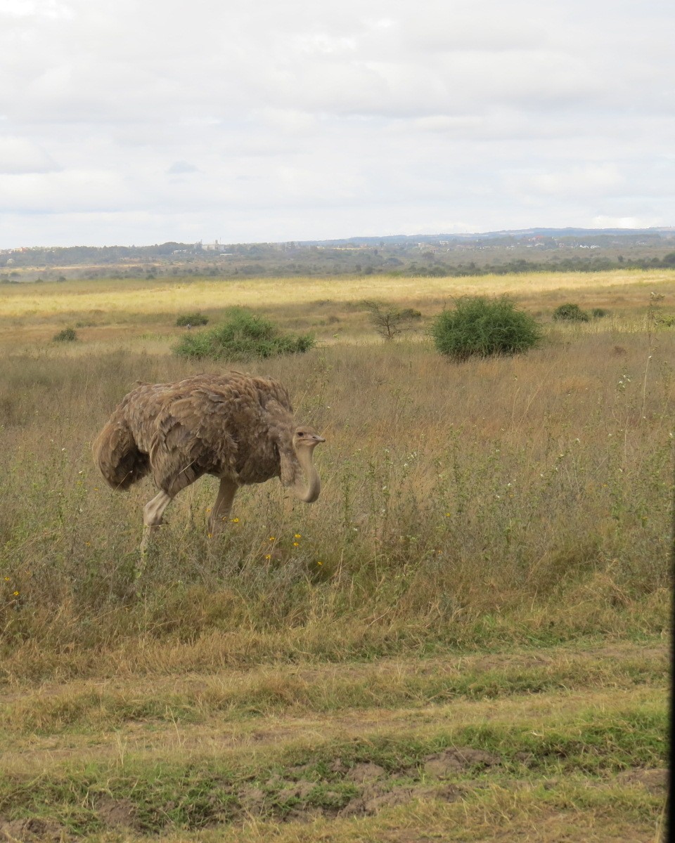 Common Ostrich - ML643025156