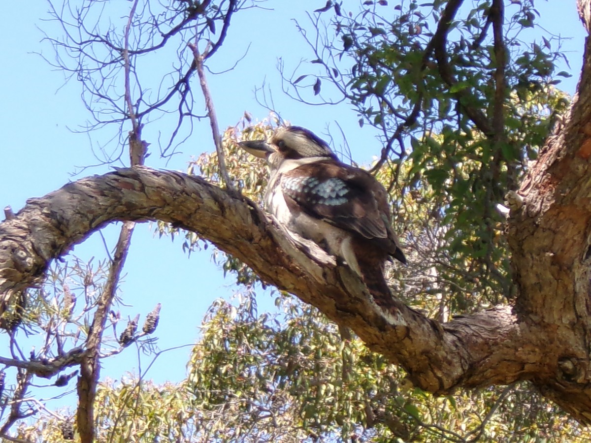 Laughing Kookaburra - ML643025158