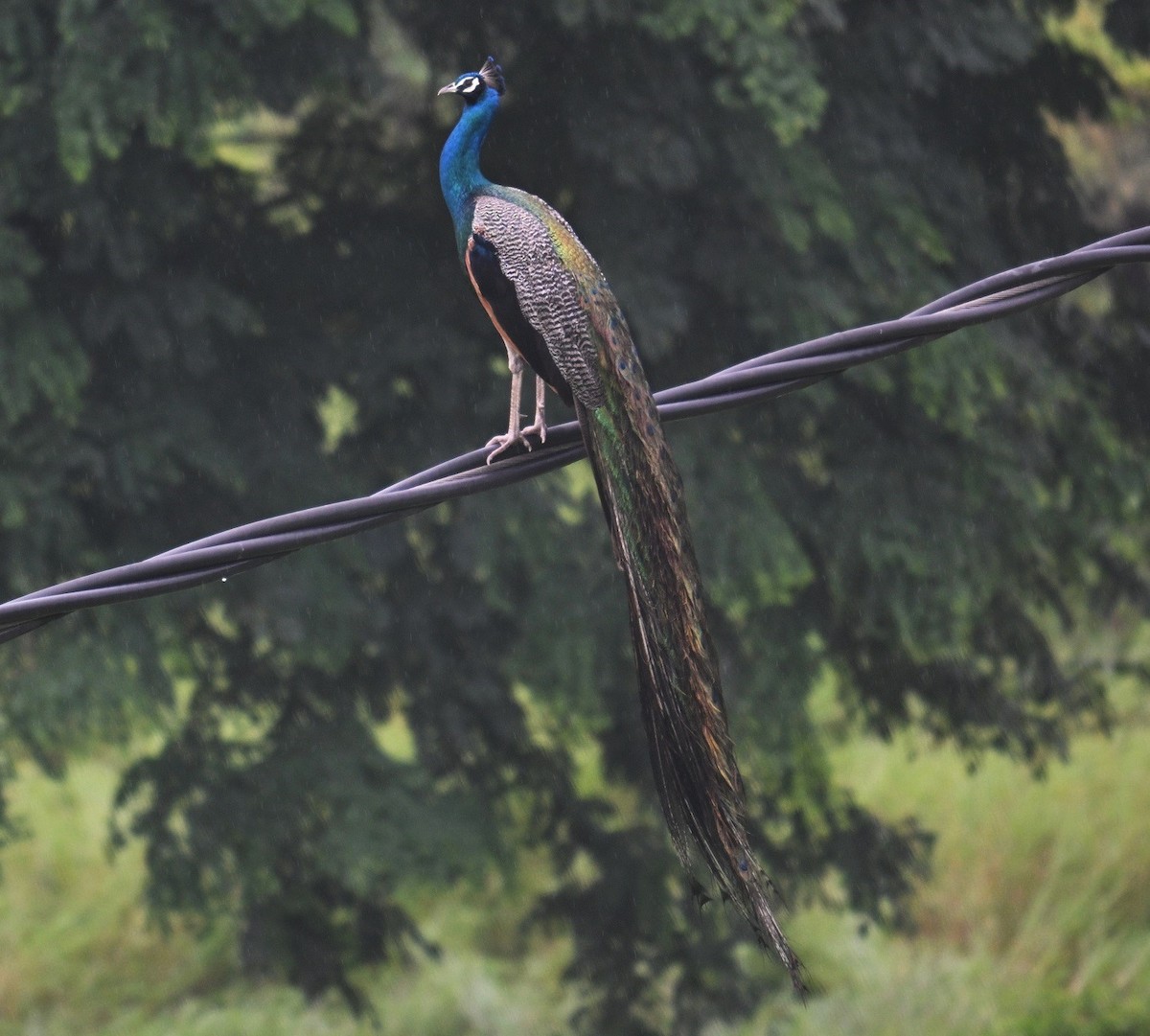 Indian Peafowl - ML643025159