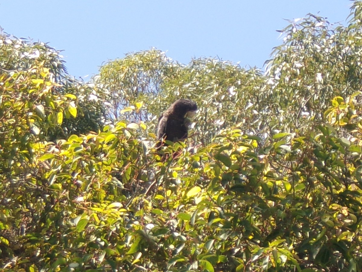 Red-tailed Black-Cockatoo - ML643025164