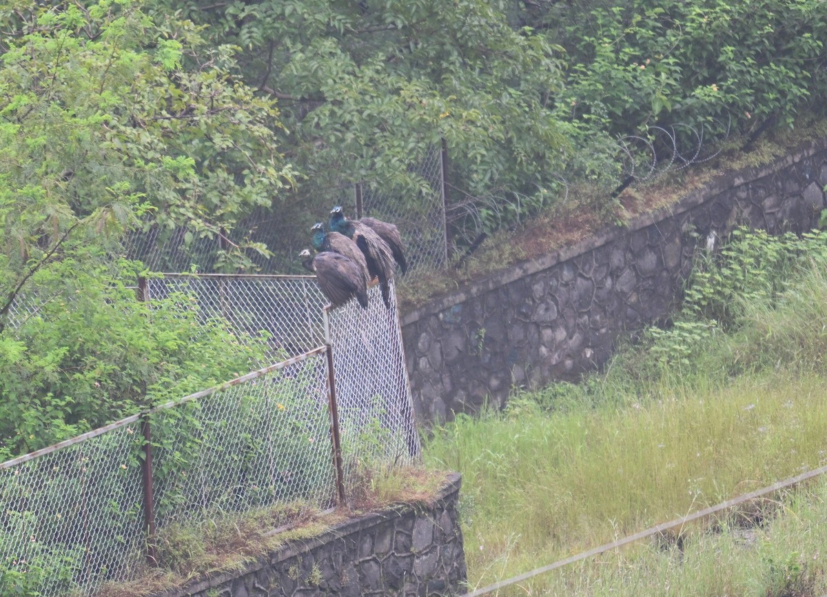 Indian Peafowl - ML643025168