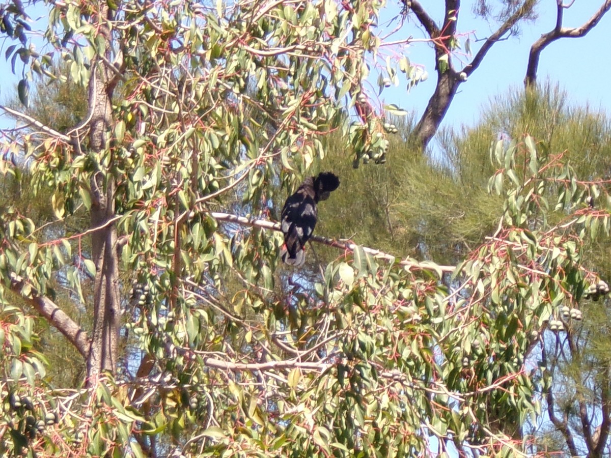 Red-tailed Black-Cockatoo - ML643025171