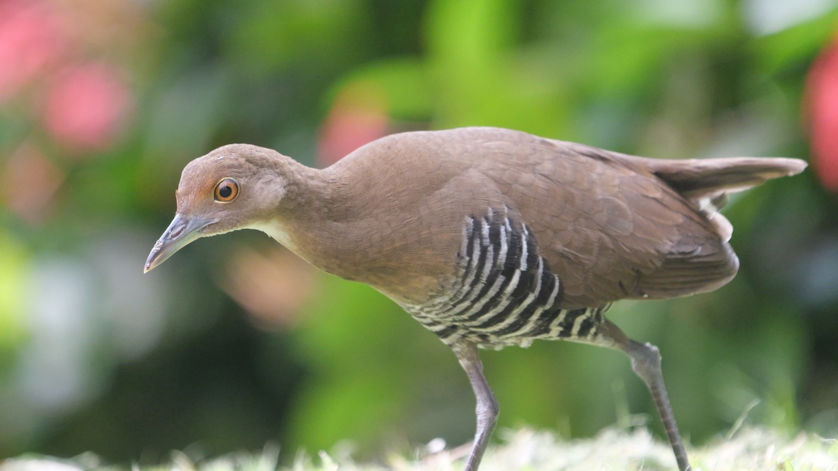 Slaty-legged Crake - ML643025185