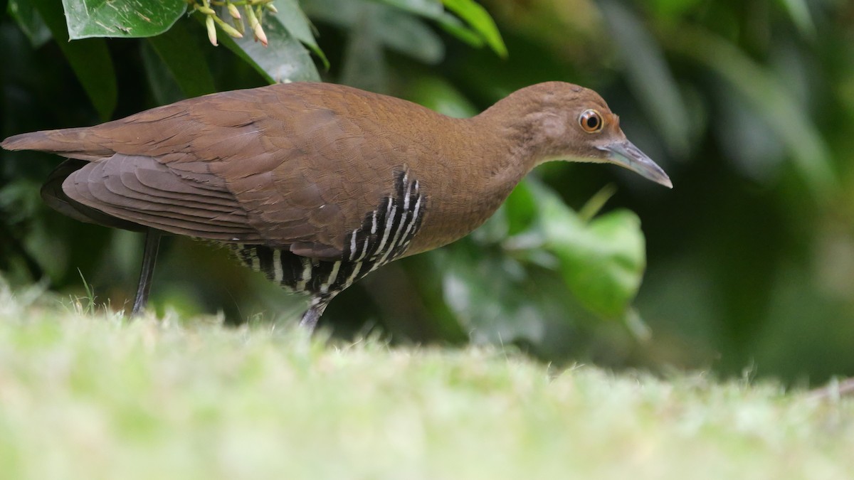 Slaty-legged Crake - ML643025186