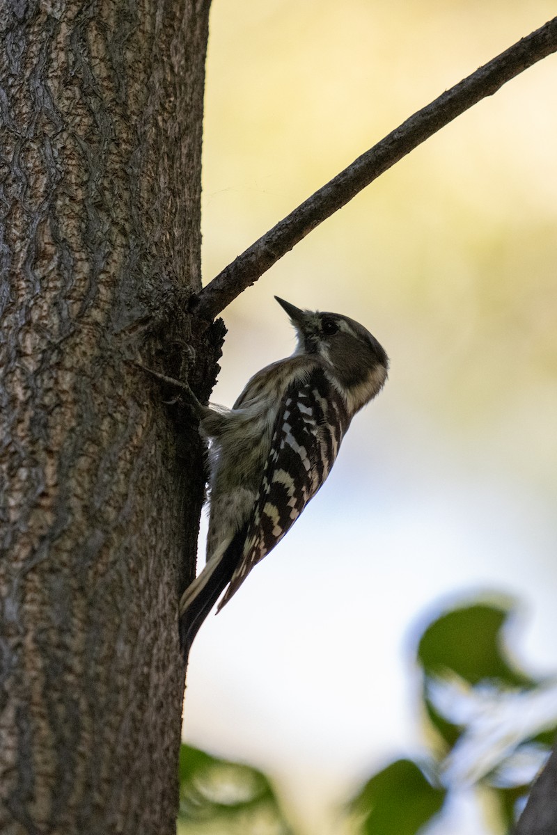 Japanese Pygmy Woodpecker - ML643025194