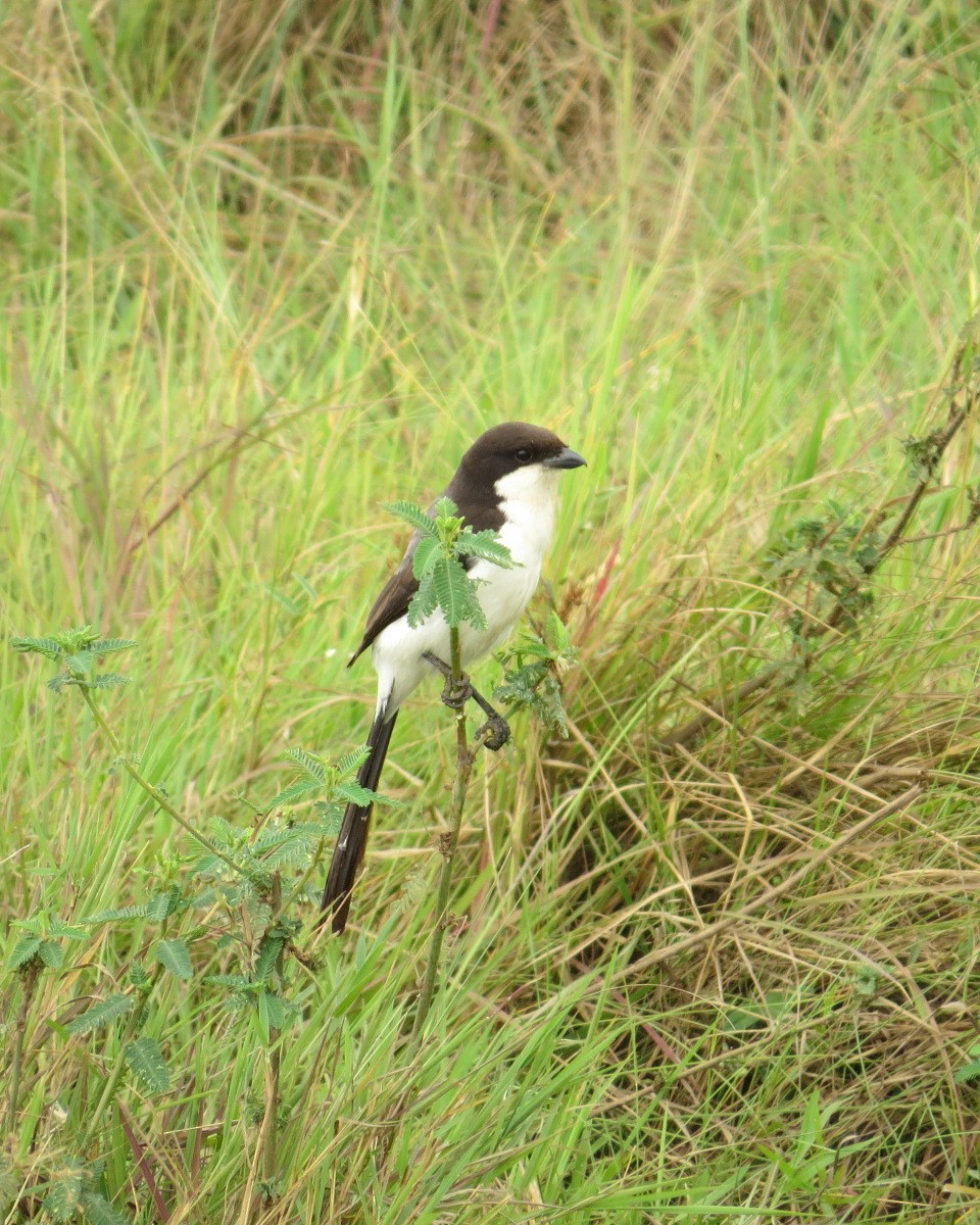 Long-tailed Fiscal - ML643025197