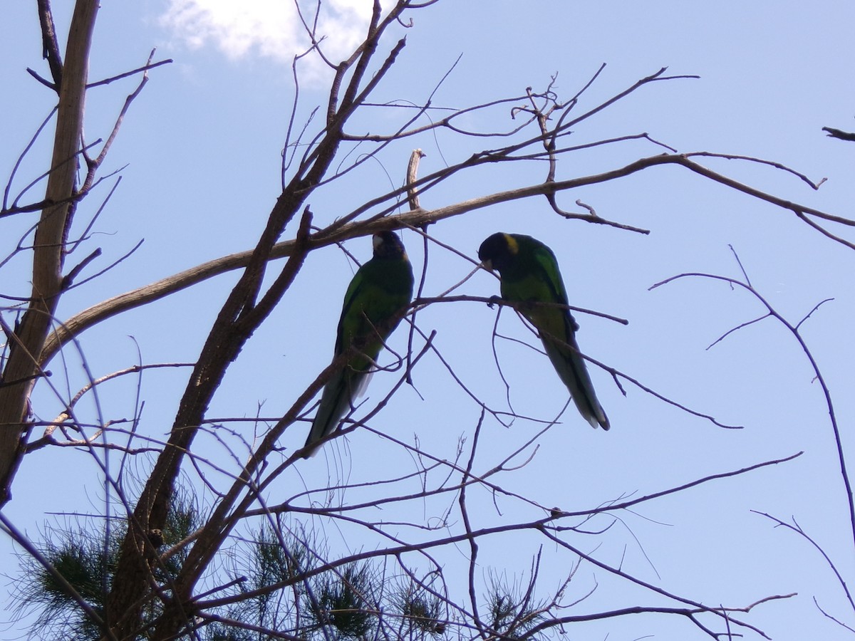 Australian Ringneck - ML643025215