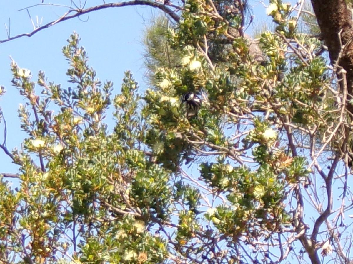 White-cheeked Honeyeater - ML643025226