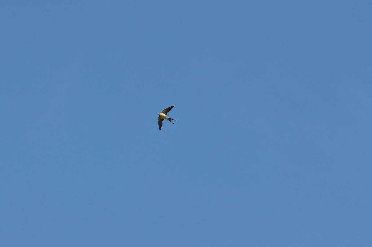 European Red-rumped Swallow - ML643025228