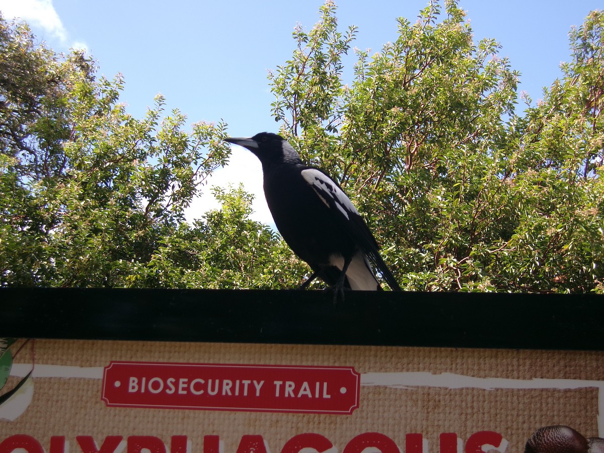 Australian Magpie - ML643025232