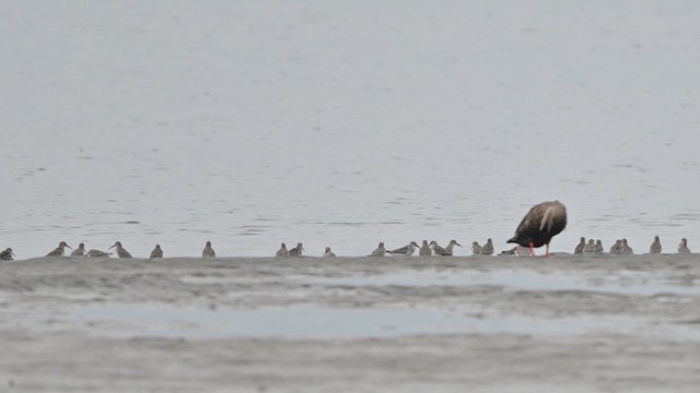 Bécasseau variable - ML643025239