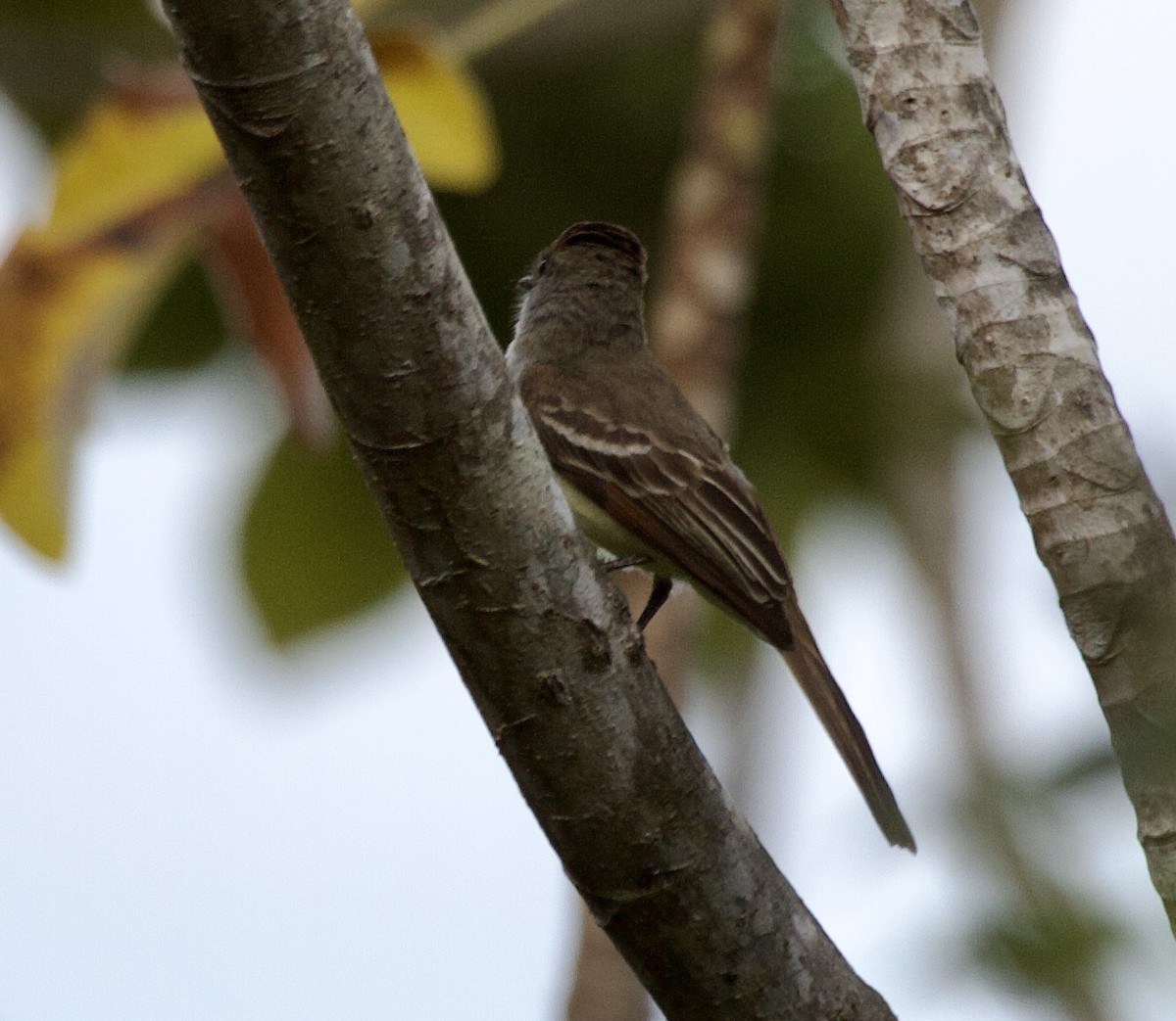 Brown-crested Flycatcher - ML643025243