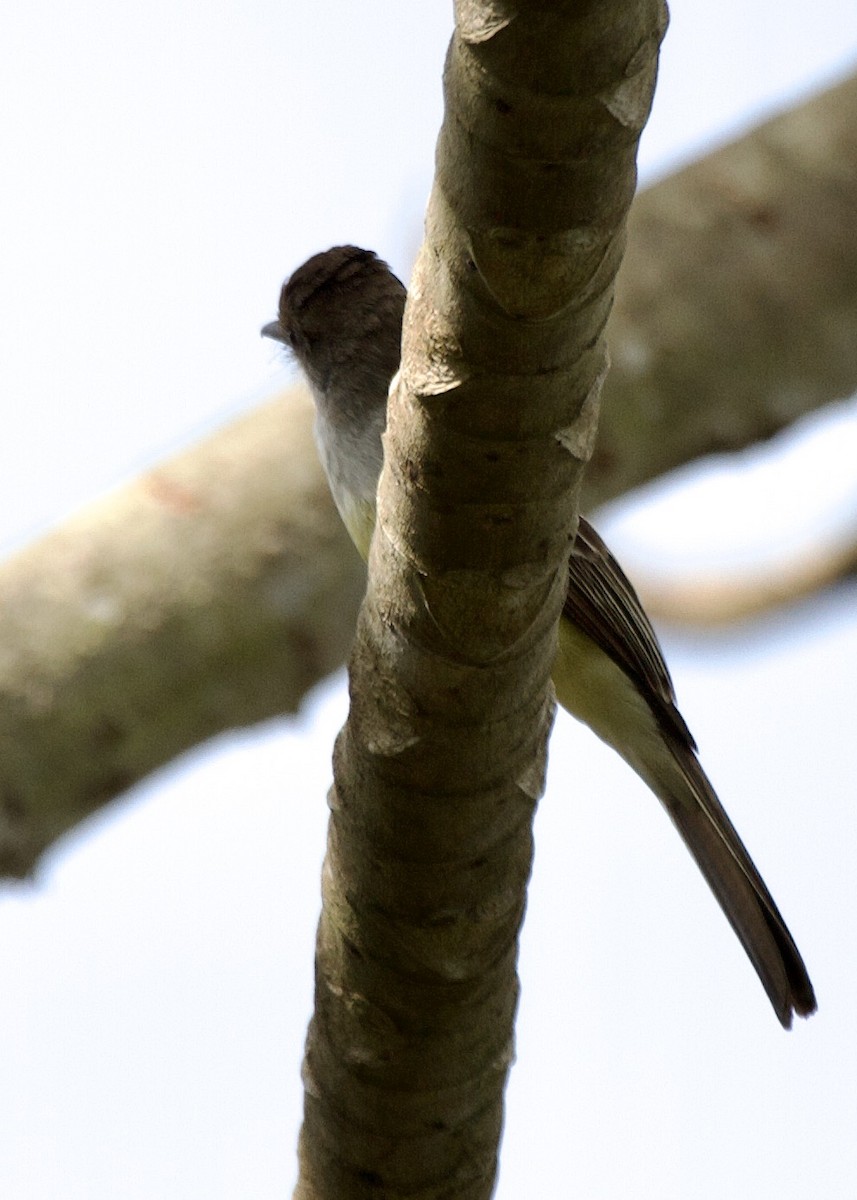Brown-crested Flycatcher - ML643025244