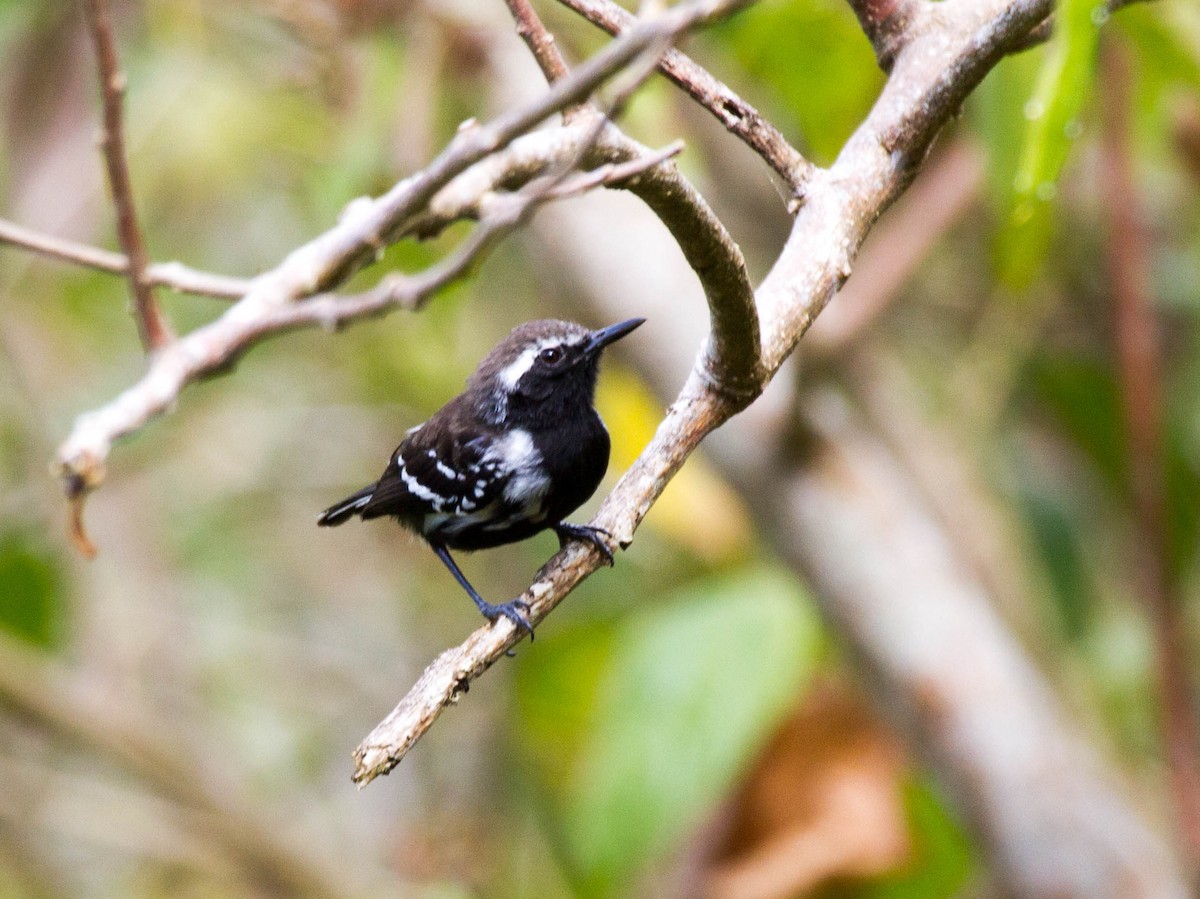 Northern White-fringed Antwren - ML643025251