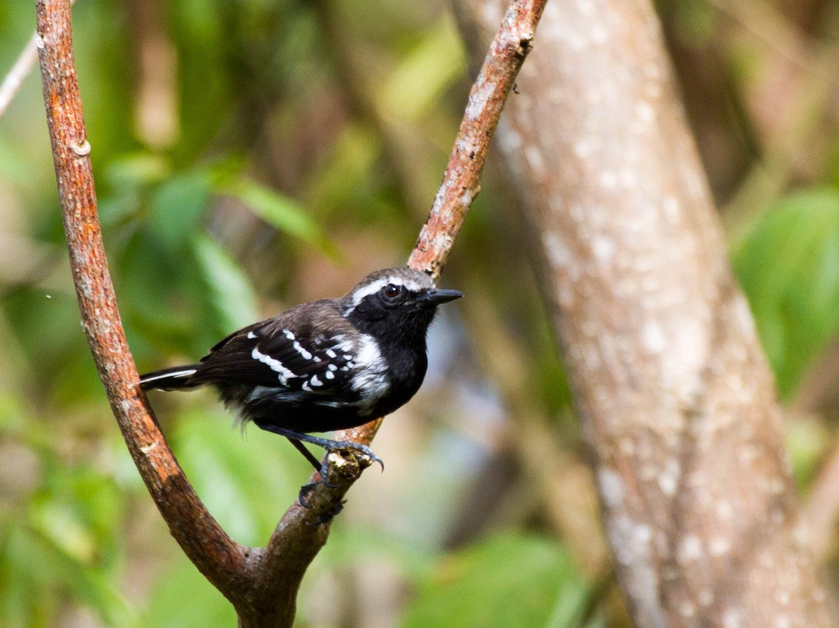 Northern White-fringed Antwren - ML643025262