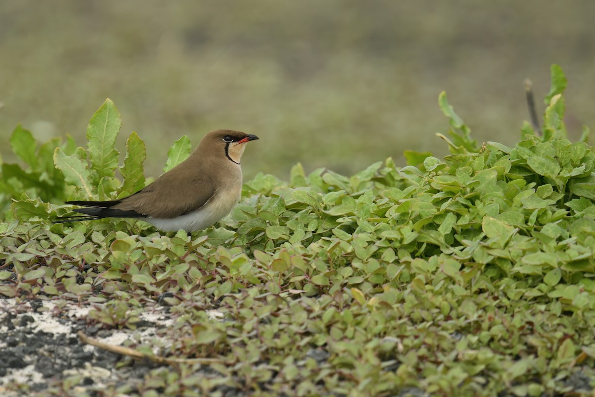 Collared Pratincole - ML643025274