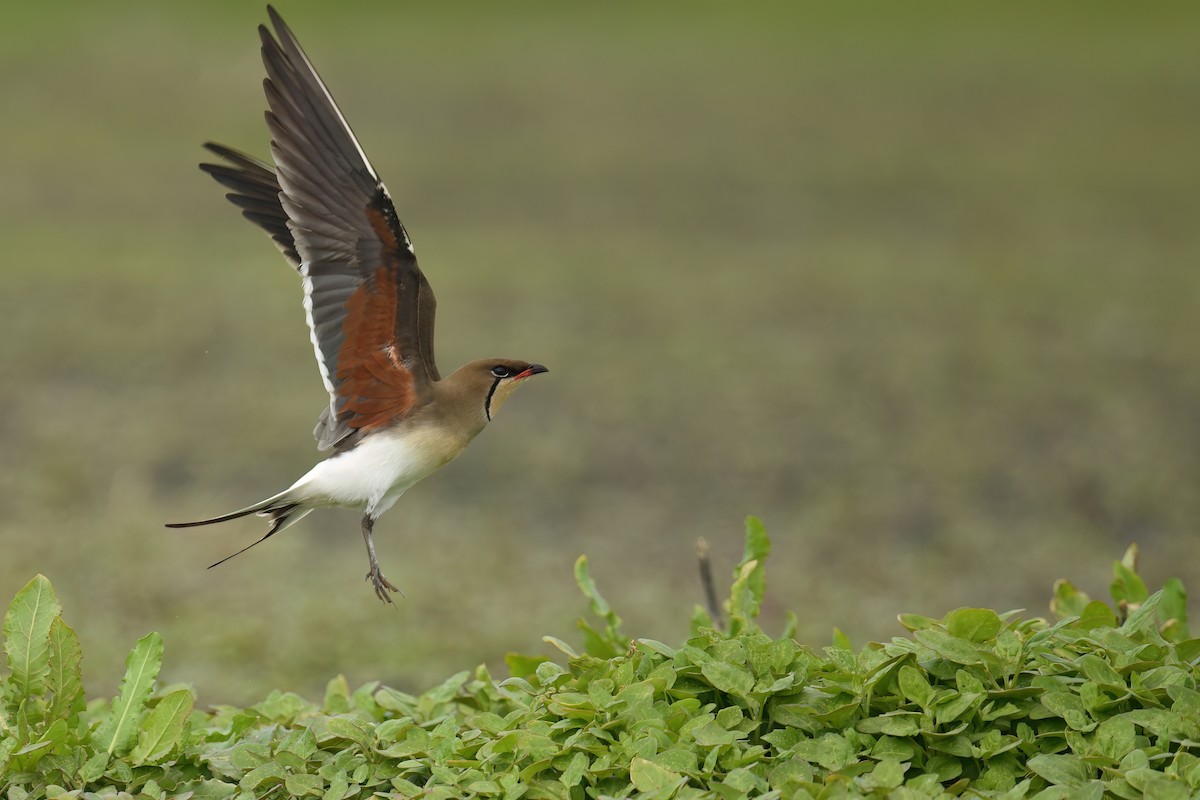 Collared Pratincole - ML643025276