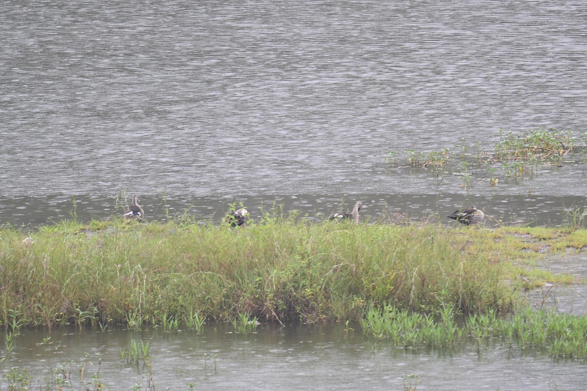 Indian Spot-billed Duck - ML643025282