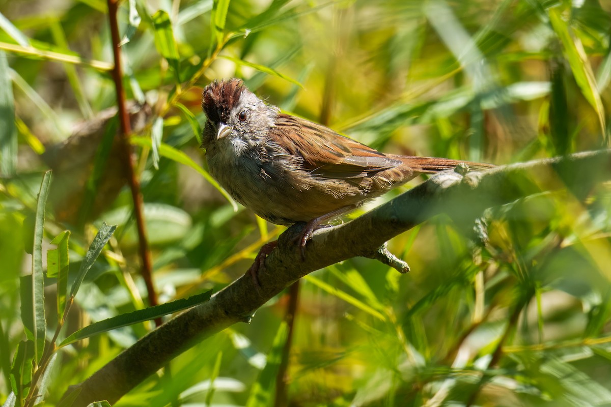 Swamp Sparrow - ML643025293