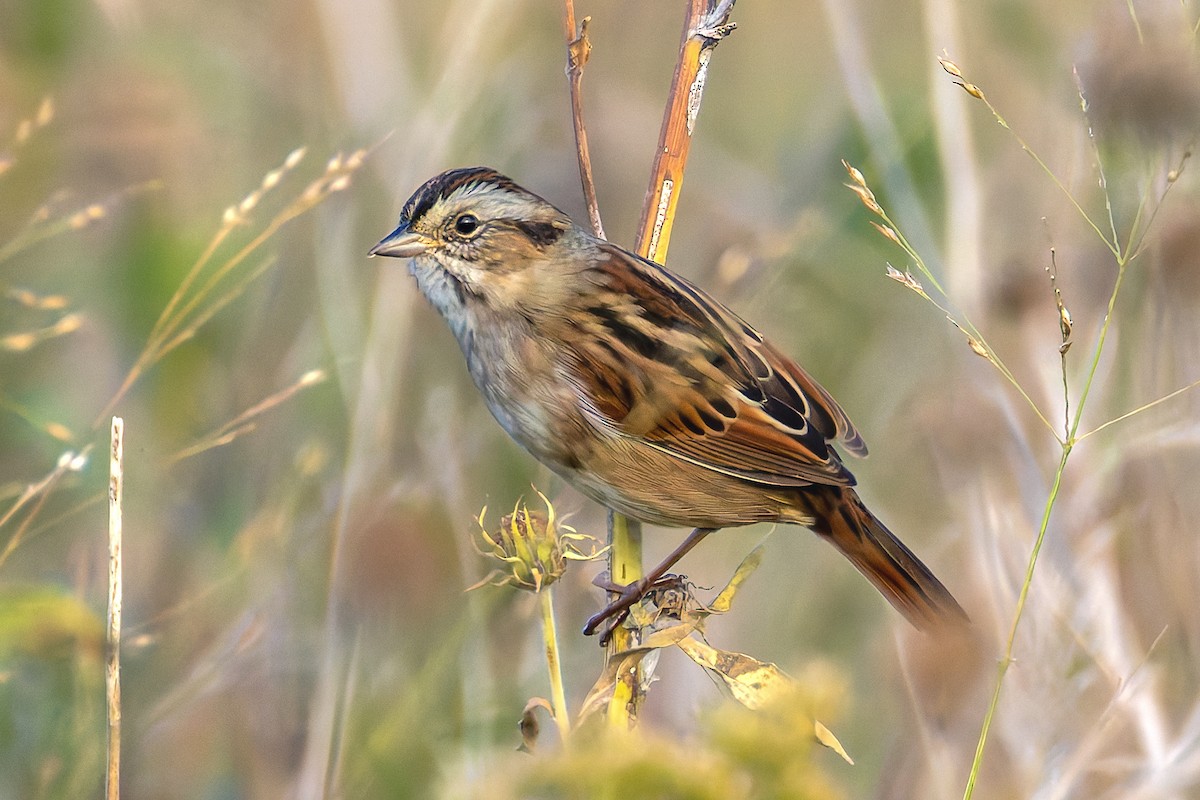 Swamp Sparrow - ML643025298
