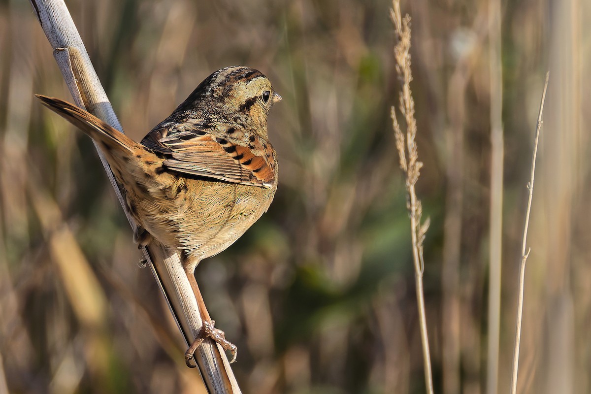 Swamp Sparrow - ML643025299