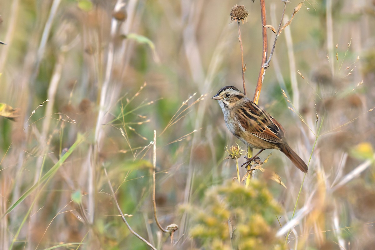 Swamp Sparrow - ML643025300