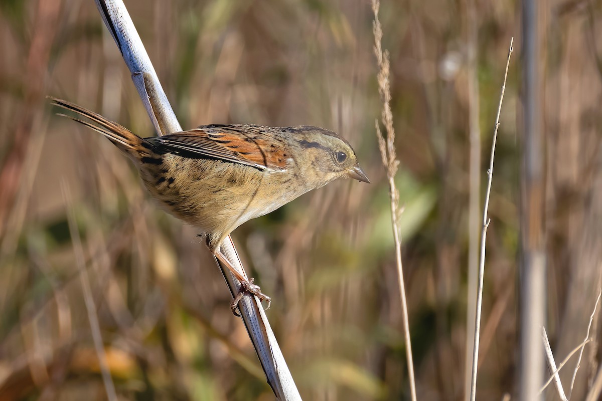 Swamp Sparrow - ML643025301