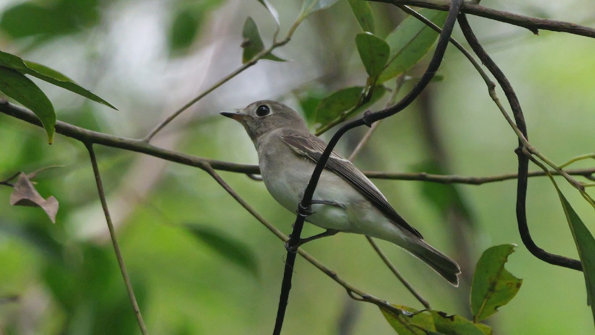 Asian Brown Flycatcher - ML643025304