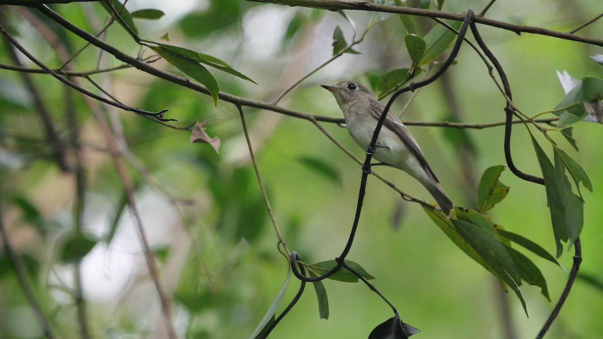 Asian Brown Flycatcher - ML643025305