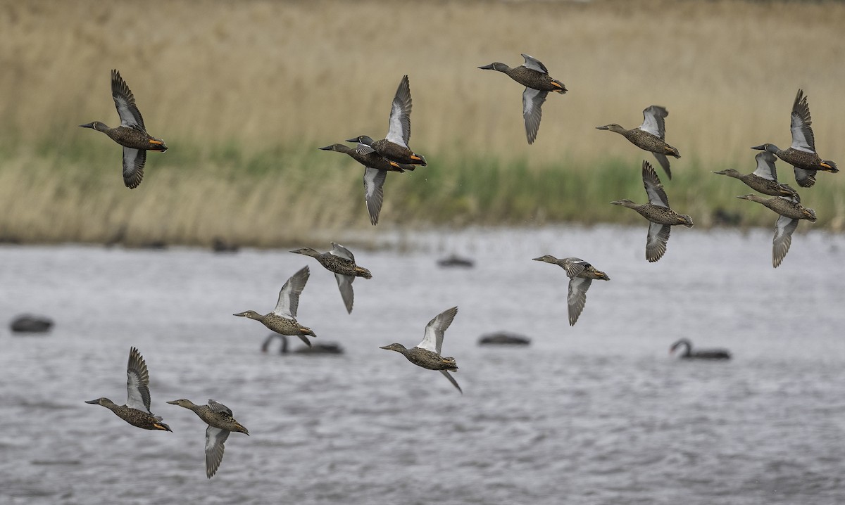 Australasian Shoveler - ML643025315