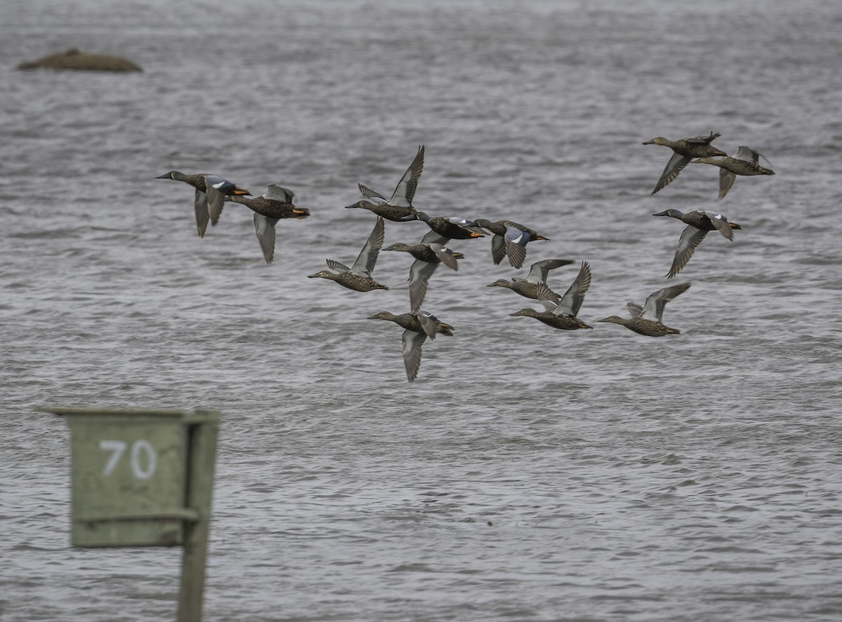 Australasian Shoveler - ML643025316