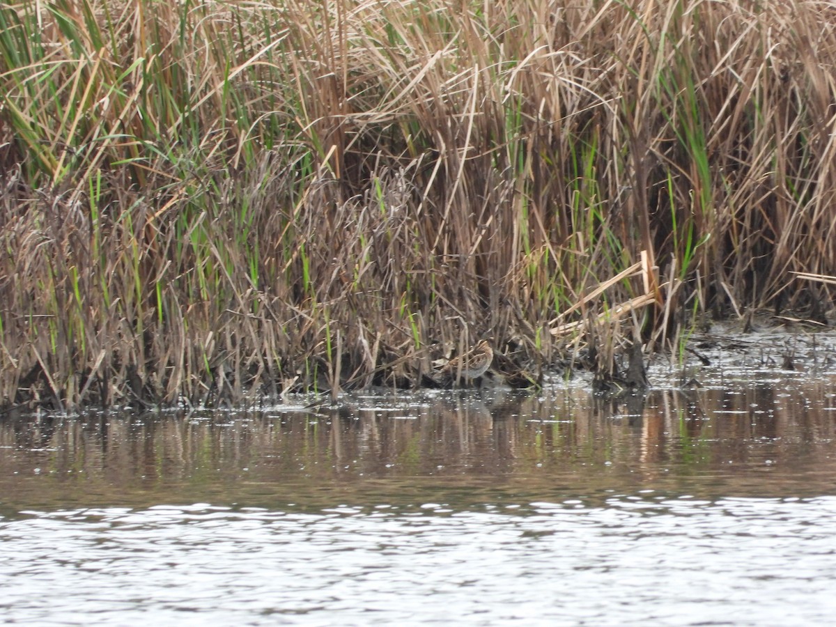 Wilson's Snipe - ML643025332
