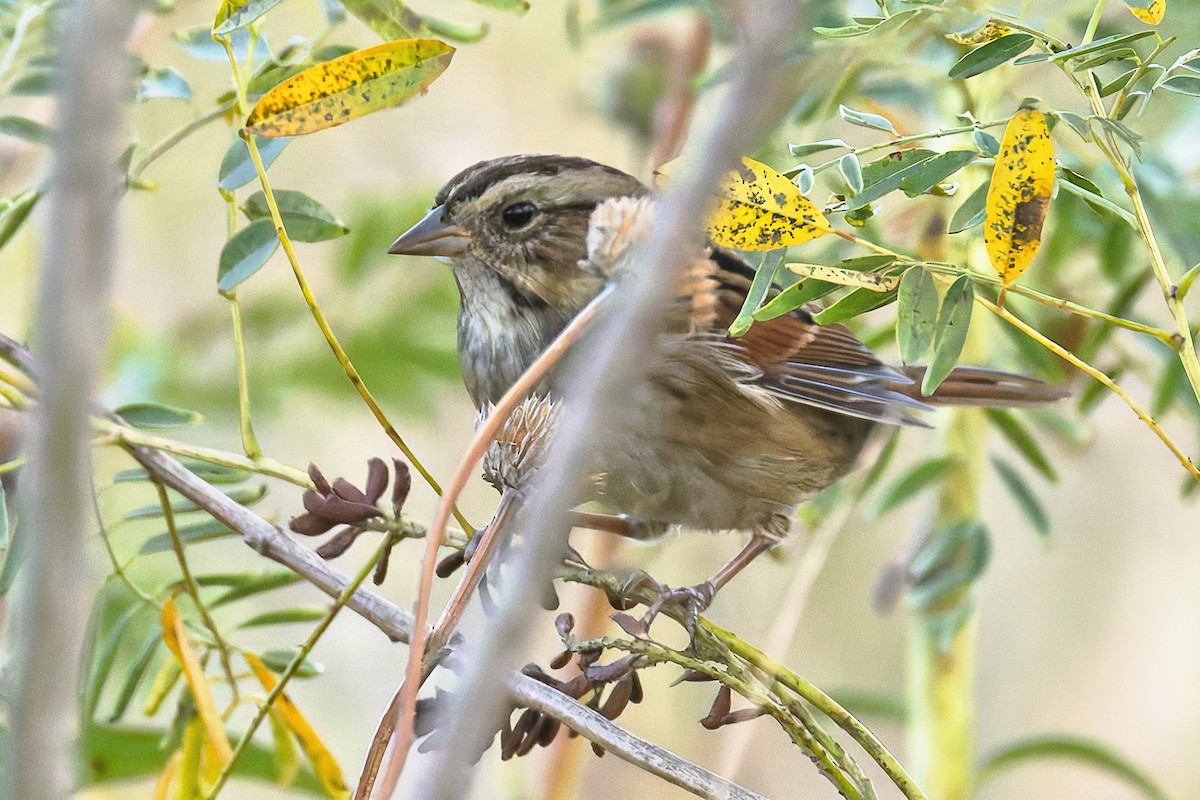 Swamp Sparrow - ML643025333
