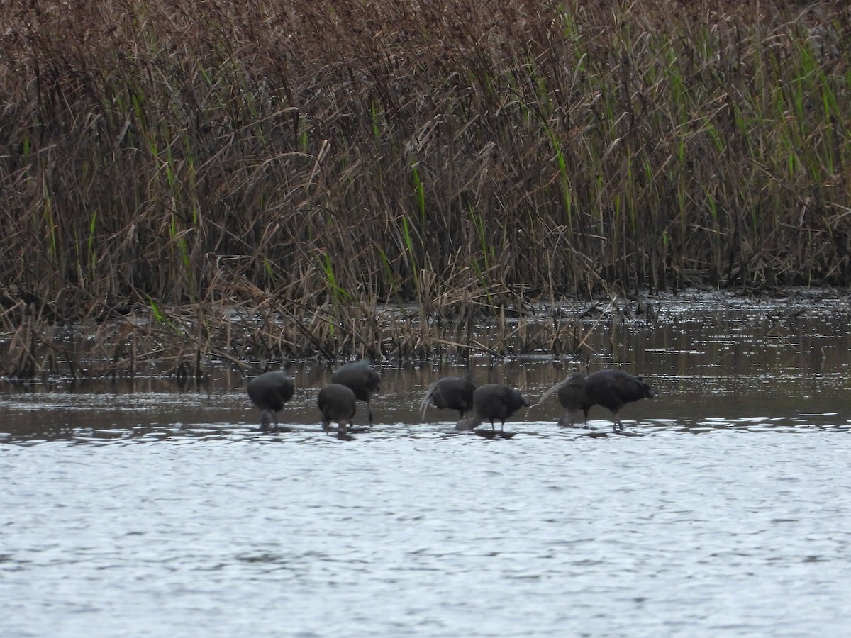 Glossy Ibis - ML643025349