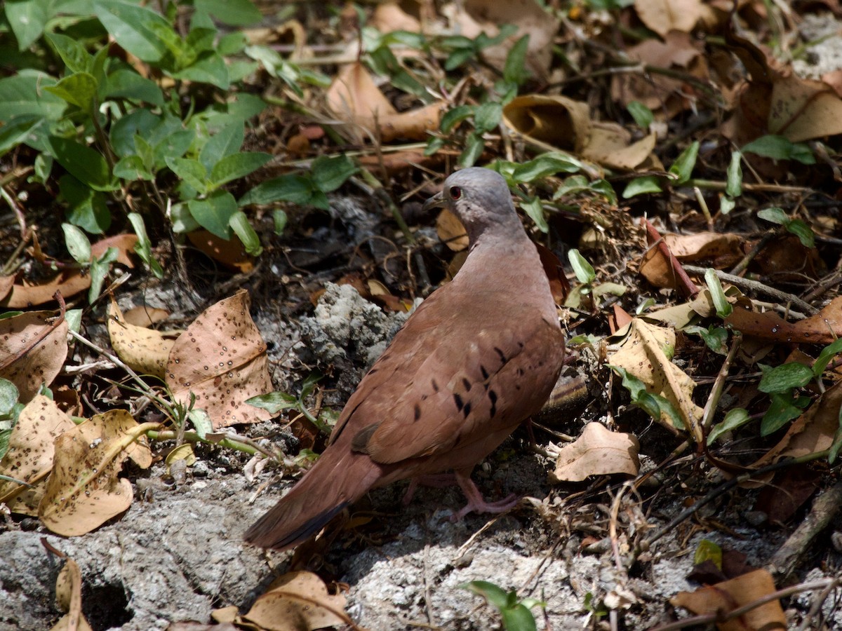 Columbina Colorada - ML643025357