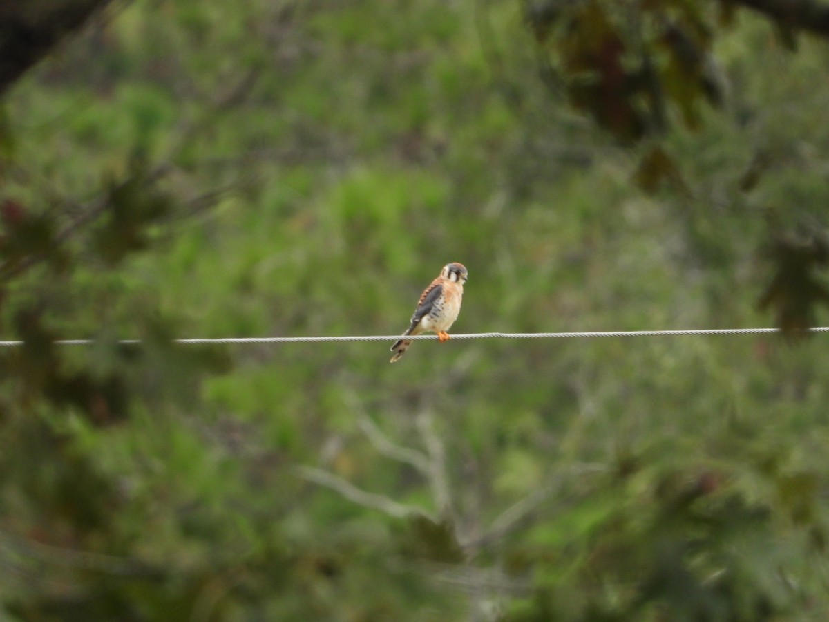 American Kestrel - ML643025366