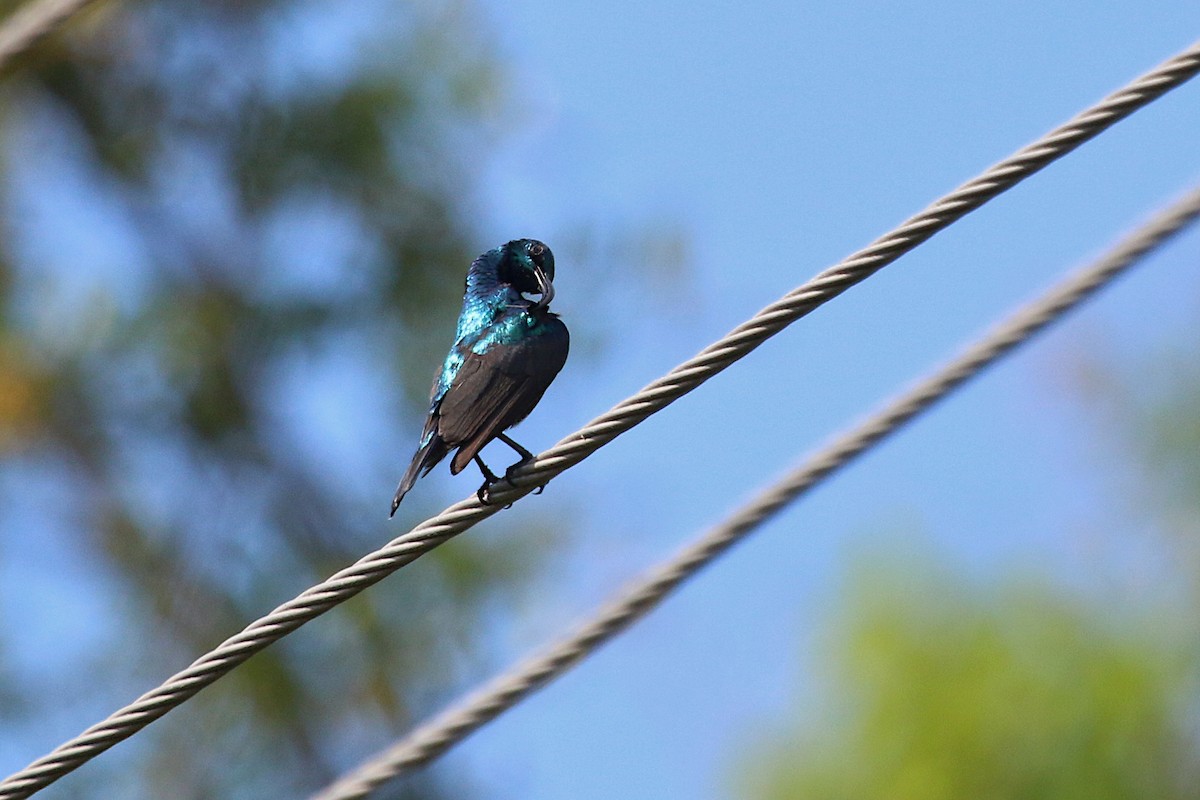 Purple Sunbird - ML643025367