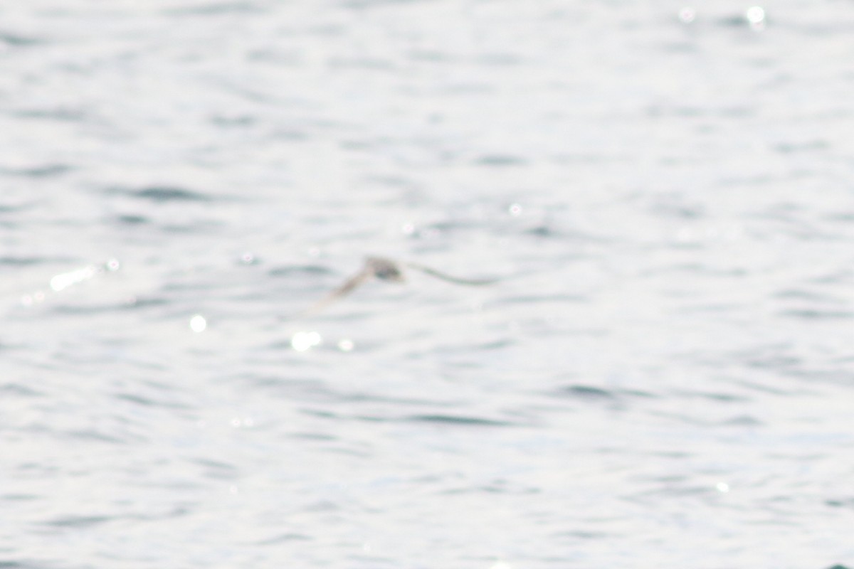 Barolo Shearwater - ML643025371