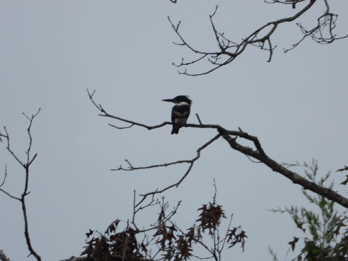 Belted Kingfisher - ML643025378