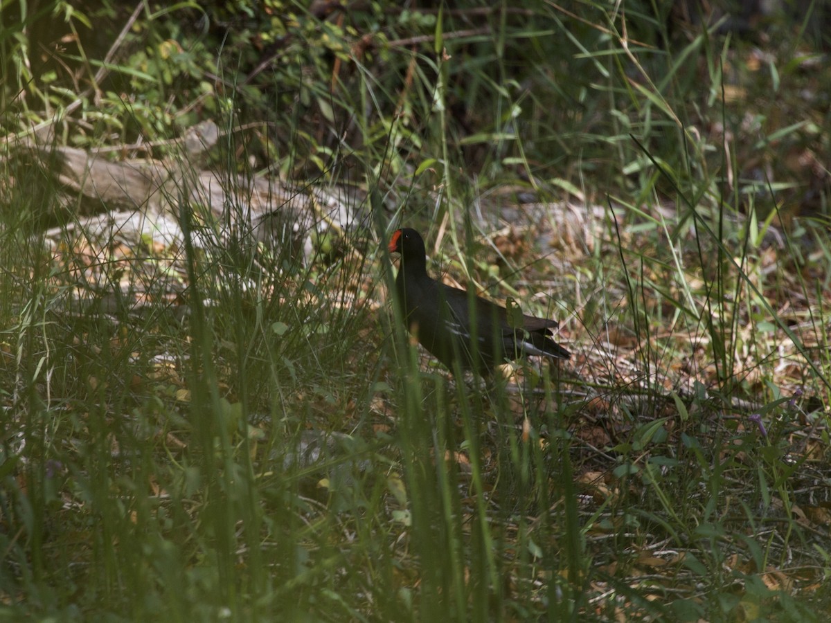 Gallineta Americana - ML643025383
