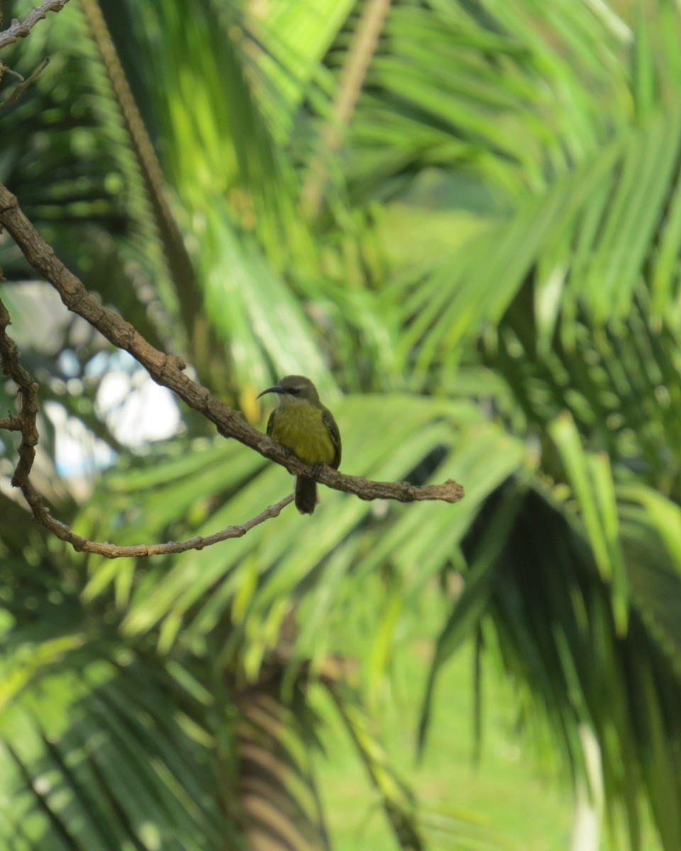 Bronze Sunbird - ML643025395