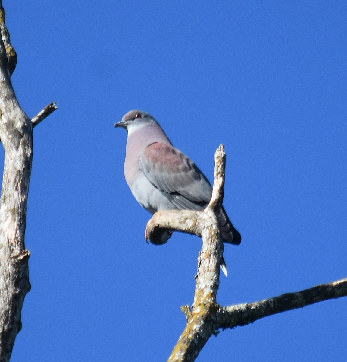 Pale-vented Pigeon - ML643025398