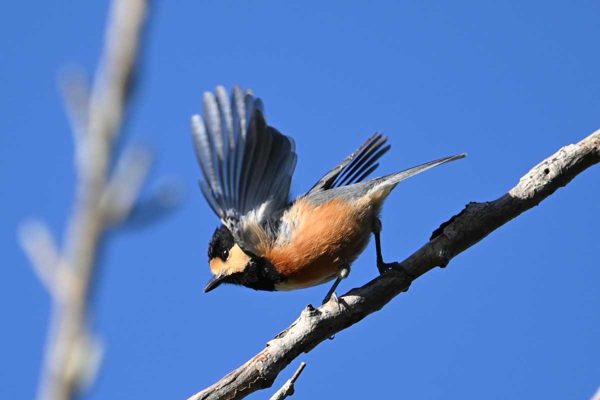 Varied Tit - ML643025400