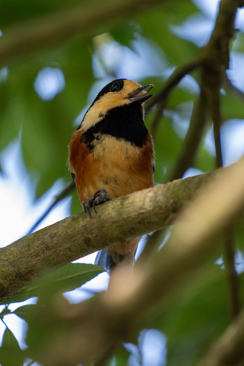 Varied Tit - ML643025401