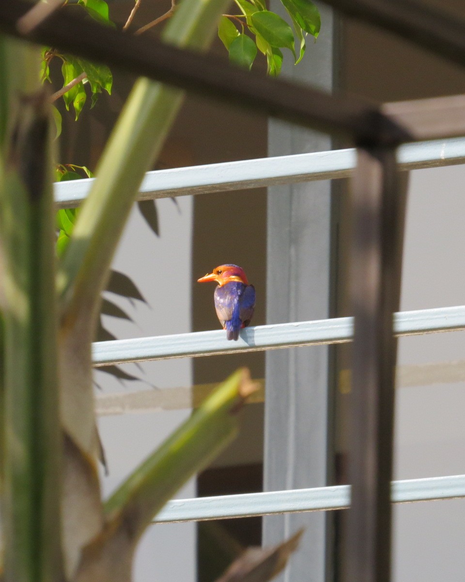 African Pygmy Kingfisher - ML643025430