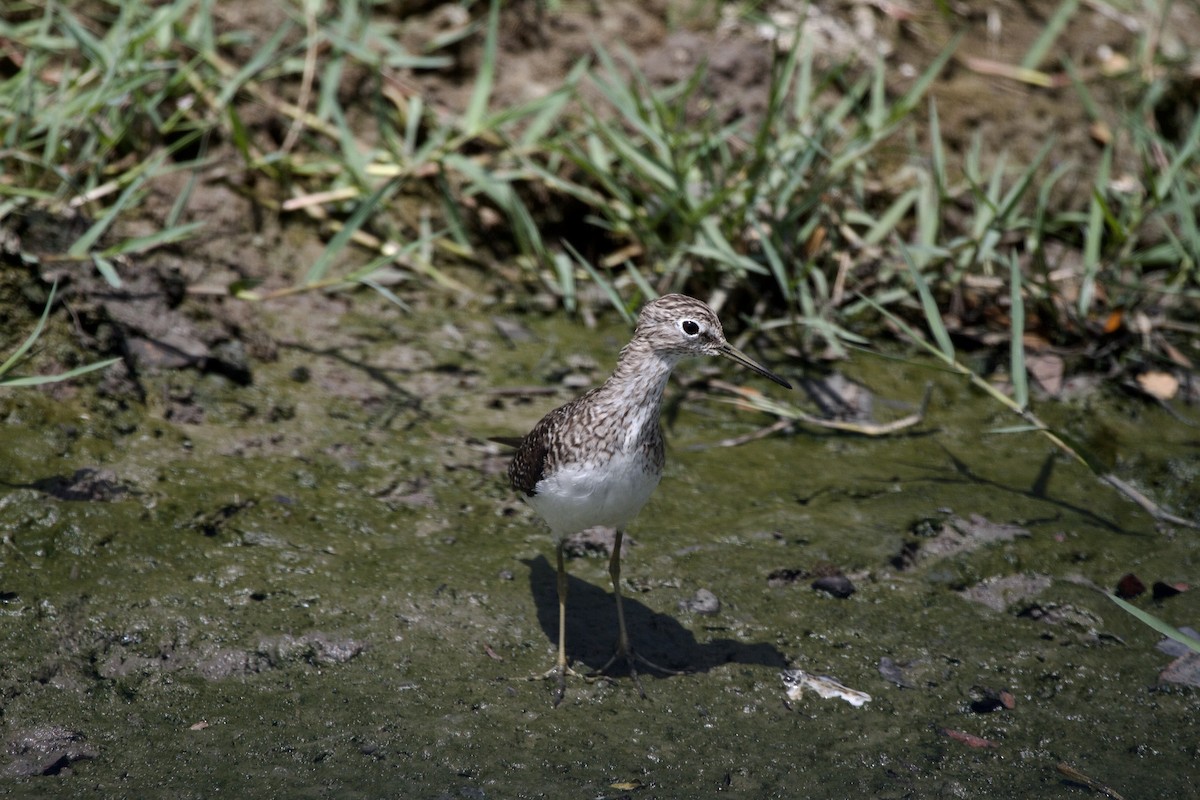 Andarríos Solitario - ML643025436