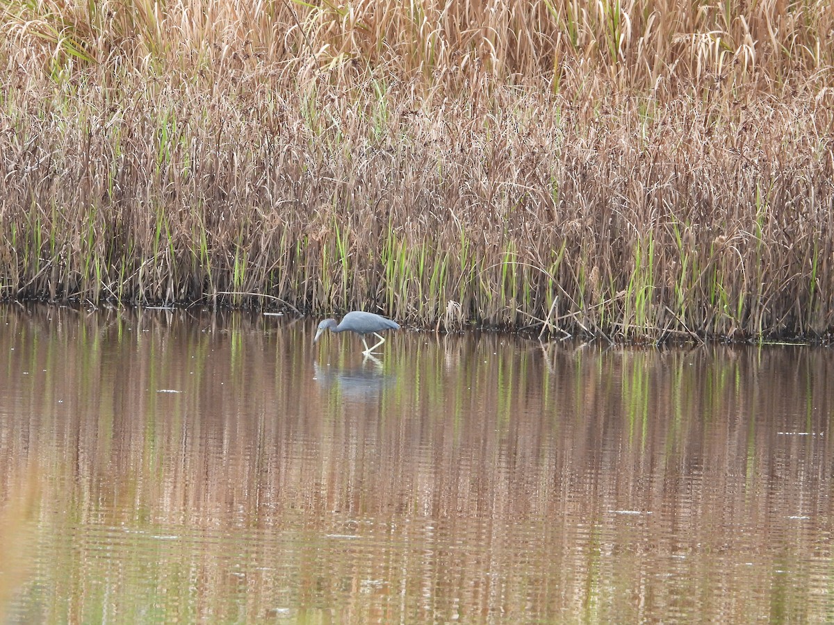 Little Blue Heron - ML643025437
