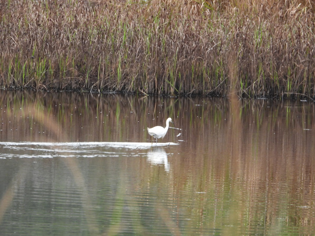 Snowy Egret - ML643025441