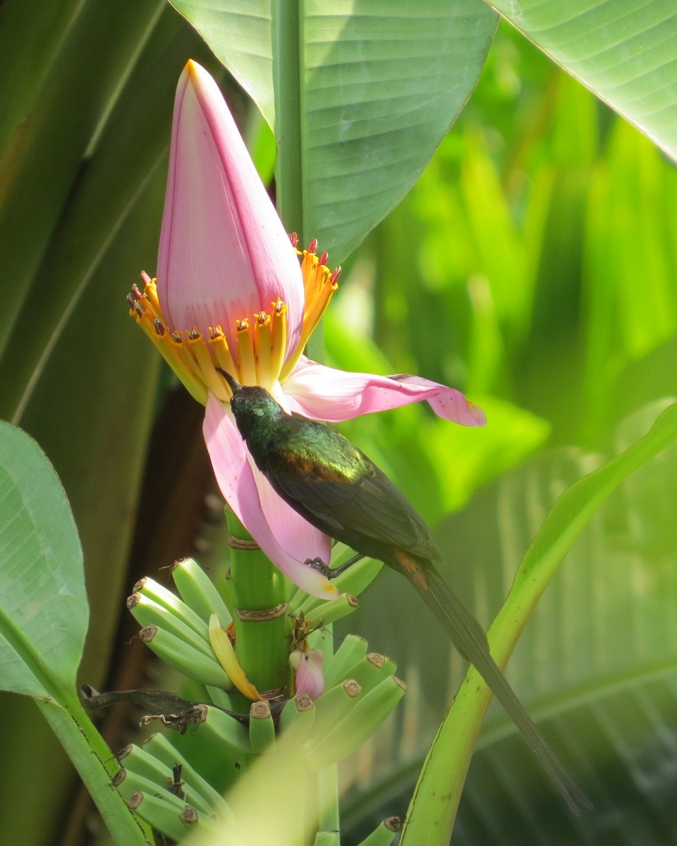 Bronze Sunbird - ML643025445