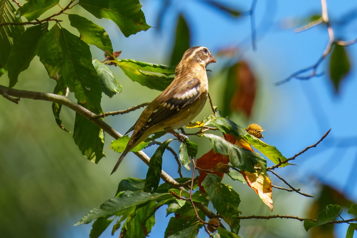 Rose-breasted Grosbeak - ML643025533